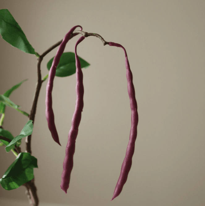 Hovedbilde Purple Bean Branch/ Botanè