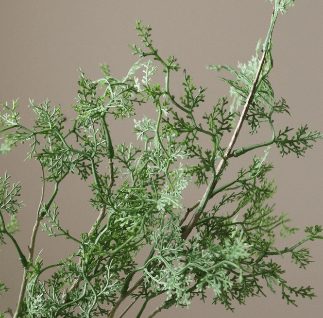 Hovedbilde Botanè Green Cypress Branch